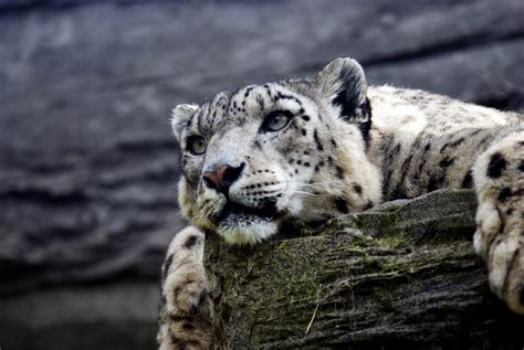 Animal Snow Leopard Hd Wallpaper