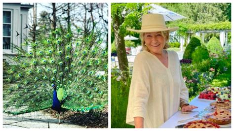 6 Of Martha Stewarts Peacocks Are Killed By Coyotes