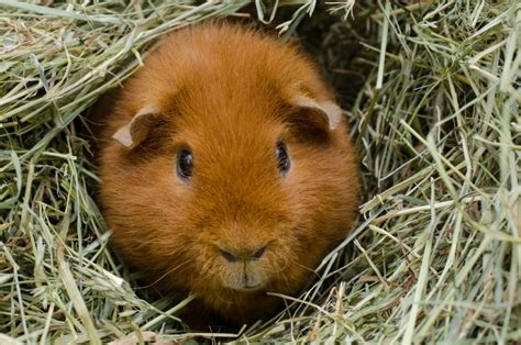 Can Guinea Pigs Get Rabies Vet Answer Hepper