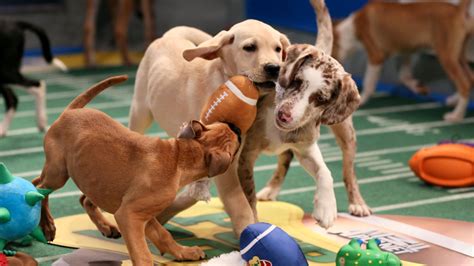 Shelter puppies used for uber's puppy bowl promotion are shown in dallas on wednesday, jan. Dallas Animal Services Wins Big in Uber Puppy Bowl - Dallas City News