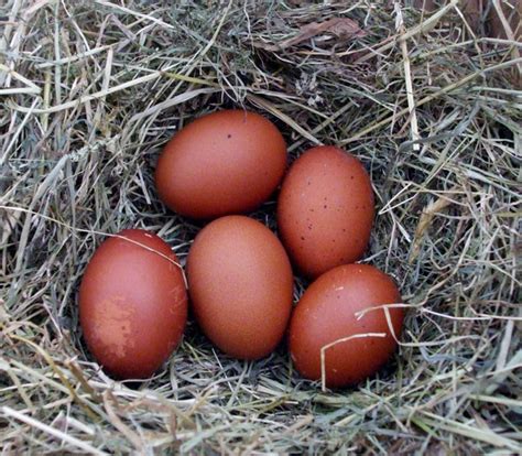 Sals Pure Breeds Poultry Breeders Hatching Eggs Monmouthshire