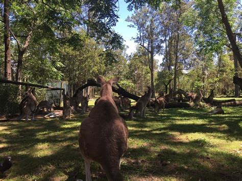 Lone Pine Koala Sanctuary In Fig Tree Pocket Brisbane Qld Zoos