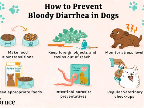 Treating Diarrhea In Dogs Holistically Ng