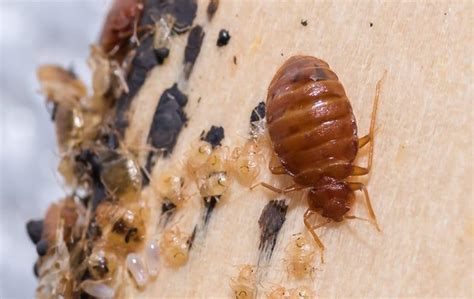 Dont Let The Bed Bugs Bite The Effective Control Solution For Your