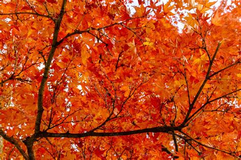 Orange Maple Leaves Background Abstract Photos Creative Market