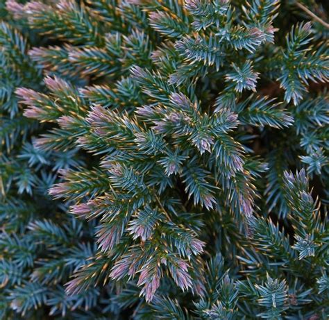 Blue Star Juniper Shrub 1 Gal Turquoise And Silver Colored Low Ma