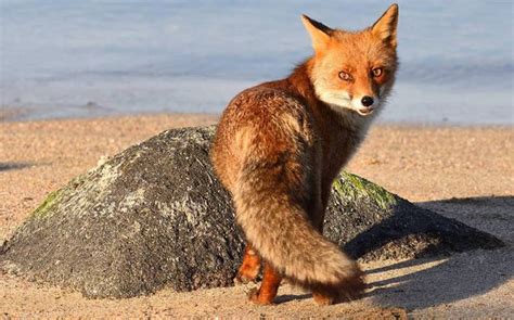 Browse 33 san giovanni di sinis stock photos and images available, or start a new search to explore more stock photos and images. Una volpe sorpresa alla Caletta del Faro, San Giovanni di ...