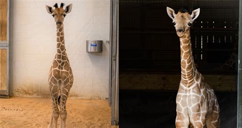 Third Times A Charm Ft Worth Zoo Welcomes Two More Baby Giraffes