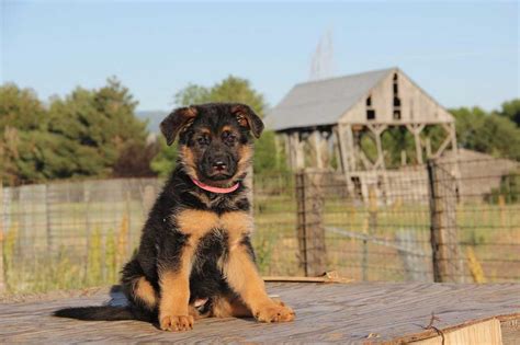 Click here for german shepherd puppies for sale. German Shepherd Puppies : Basics Of Care And Education | Pets Feed