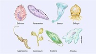 Protozoa Definition, Classification, Characteristics, Structure ...