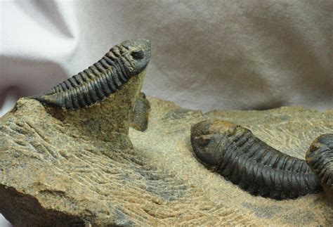 museum onnia trilobite fossil