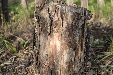 Dark Old Rotten Tree Stump In The Forest Garden Stock Photo Image Of