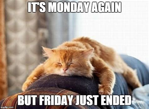 Happy Friday Meme Friday Cat Happy Monday Quotes Happy Memes Friday