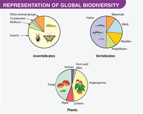 Species Diversity Definition Importance Examples Thre