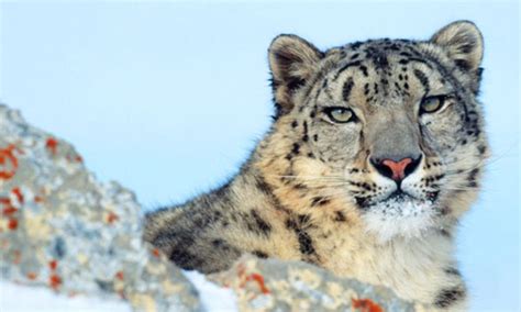 How Humans And Snow Leopards Can Live In Harmony Stories Wwf