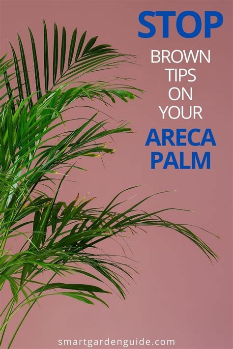 How To Fix An Areca Palm With Brown Tips Or Leaves This Simple Guide