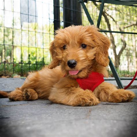 Red goldendoodle and apricot medium goldendoodles. Petite Goldendoodle Dog Breed » Everything About Petite ...