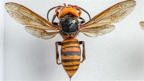 Northern Giant Hornet University Of Maryland Extension