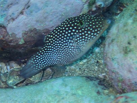 Spotted Sharpnose Puffer Mexico Fish Birds Crabs Marine Life