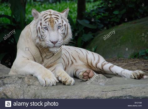 Tigre blanc Banque de photographies et dimages à haute résolution Alamy