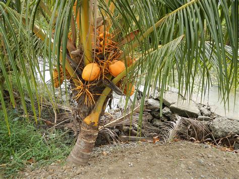 A Typical Dwarf Coconut Tree Things Guyana