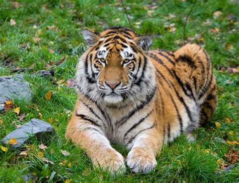 Wallpaper Siberian Tiger Tiger Predator Big Cat Lies Hd