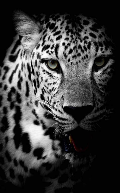 Leopard Phone Wallpapers Top Free Leopard Phone Backgrounds