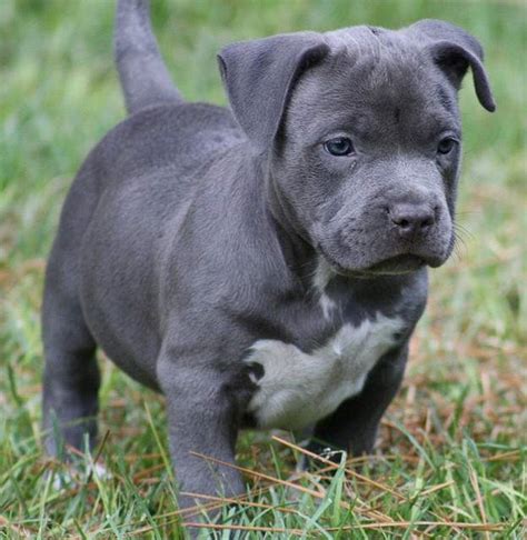 Bully dog in dogs & puppies for sale. Blue Pitbull Puppies for Sale