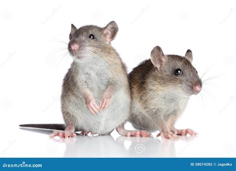 Rats On White Background Stock Photography Image 28074282