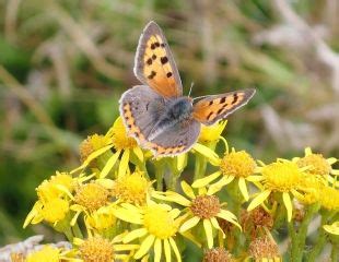 Apr 21, 2021 · a busy garden full of activity—earthworms in the soil, flying critters visiting the flowers that attract bees—is a healthy garden. 10 best plants for bees and butterflies