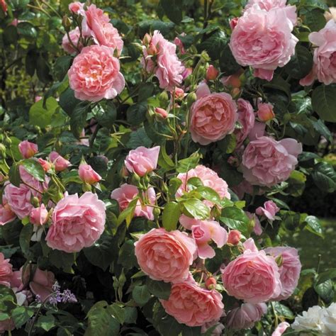 Strawberry Hill English Rose Climbers English Roses Bred By David