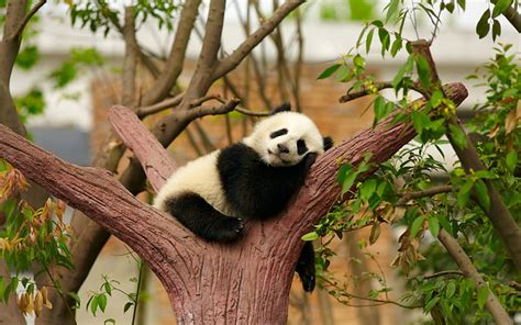 2k Free Download Panda Sleeping In Tree Leaves Sleeping Panda