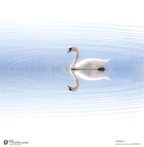 Swan Lake Water Waves Lake A Royalty Free Stock Photo From Photocase