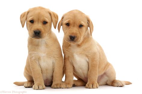 Dogs Two Cute Yellow Labrador Puppies Sitting Together Photo Wp47575