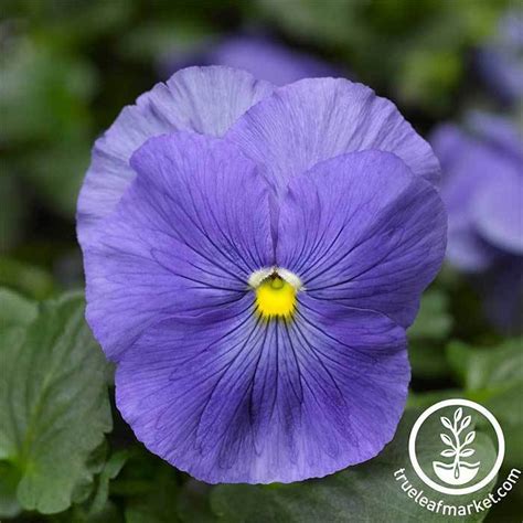 Pansy Flower Seeds Delta Premium Series Annual Flower Garden Seeds