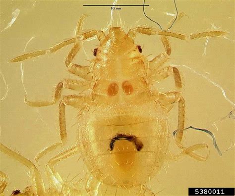 Bed Bug Cimex Lectularius Hemiptera Cimicidae 5380011