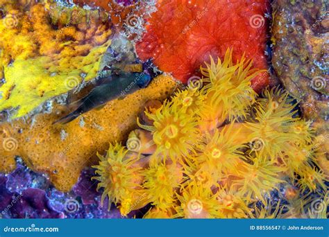 Orange Cup Corals Stock Image Image Of Leeward Underwater 88556547