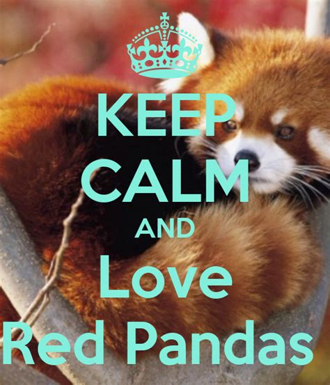 But that famous slogan has a rather the caption reads roughly: KEEP CALM AND Love Red Pandas Poster | Natalie | Keep Calm ...