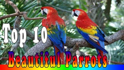 Top 10 Most Beautiful Parrots In The World Youtube