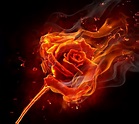 burning rose | Burning rose, Rose on fire, Flame art