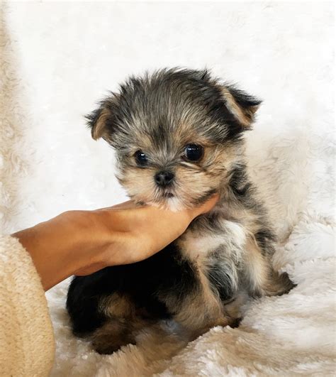Teacup Morkie Puppy For Sale California Iheartteacups