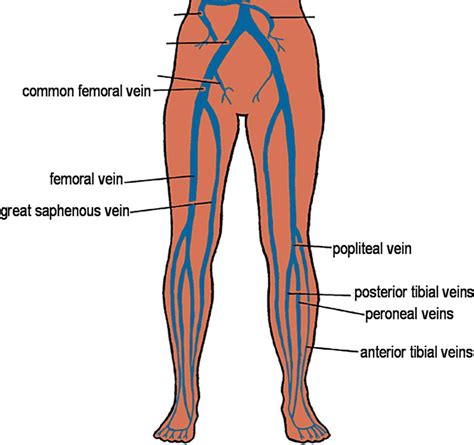 Gastrocnemius Vein Leg Ultrasound Diagnosis Of Lower Extremity Venous Thrombosis Radiology Key