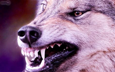 Posted by admin thursday, july 17, 2014. Wallpaper of Wolves ·① WallpaperTag