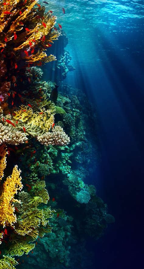 The 25 Best Iphone Wallpaper Underwater Ideas On
