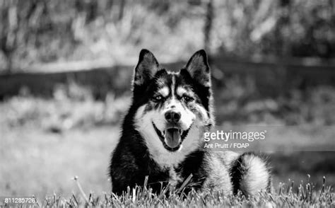 Black And White Siberian Husky Photos And Premium High Res Pictures