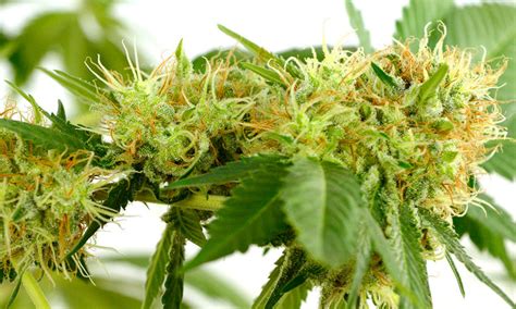 Check spelling or type a new query. Guide on Marijuana Flowering