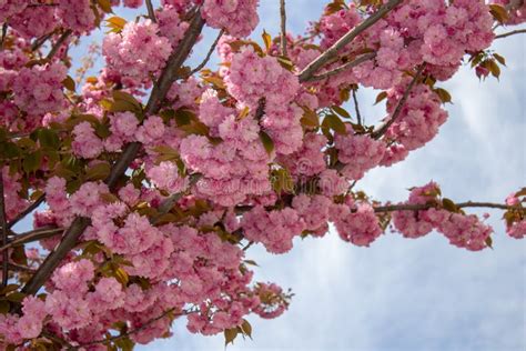 Spring Sakura Blossomsakura Tree Blossomed With Lush Pink Flowers