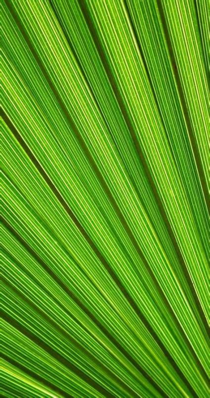 Maybe you would like to learn more about one of these? Plants pattern green 64 Ideas #plants (With images) | Trendy plants, Plant pattern, Plants ...