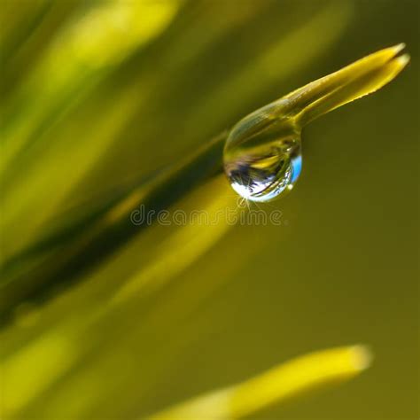 Water Drops On Pine Needles Stock Photo Image Of Leaf Drop 163526234