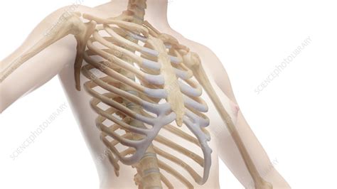 Bones Of The Torso Illustration Stock Image F0382663 Science